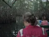 The Swamp and Red Ibiz